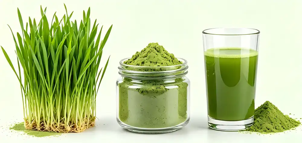 Why Is Raw Wheat Grass Juice Powder Trending in Wellness?